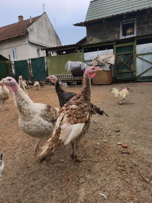 Індики молодняк різних порід