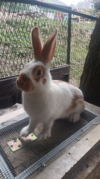 Sprzedam piękne Samice