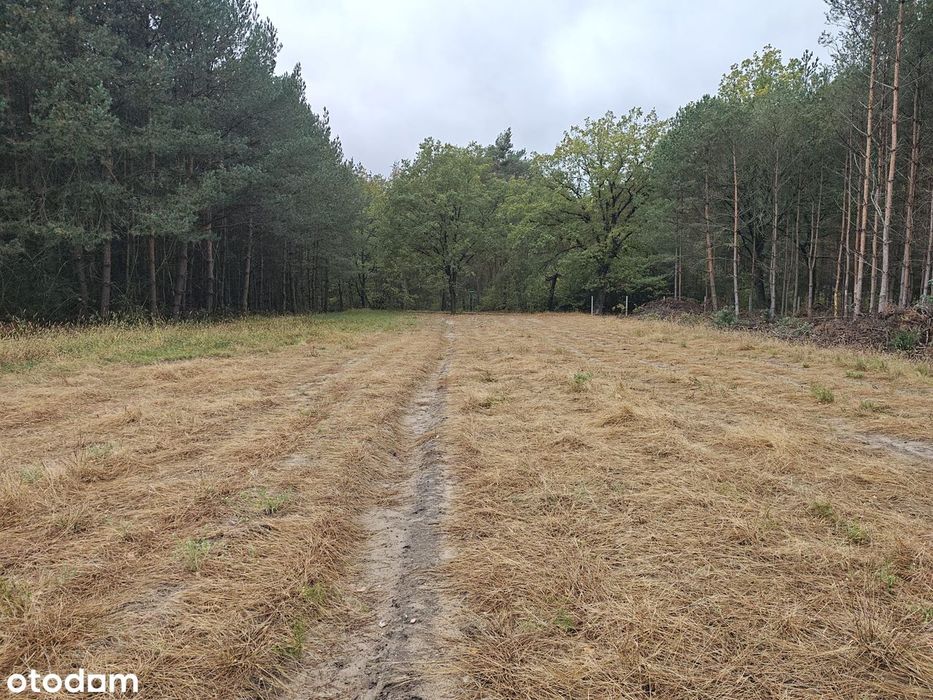 Piękna działka przy lesie nad Pilicą (warunki WZ na dwa domy) - Widok 4