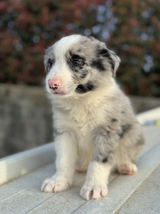 Border Collie Azul Merle