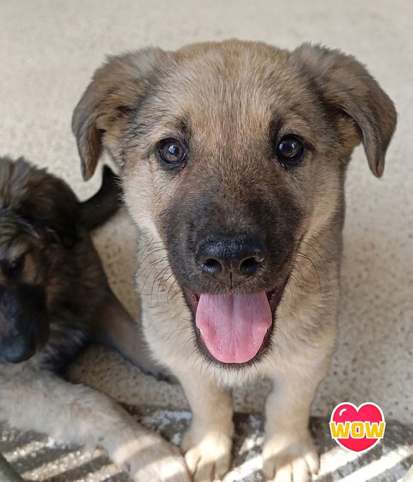 Bebés lindos para adoção responsável