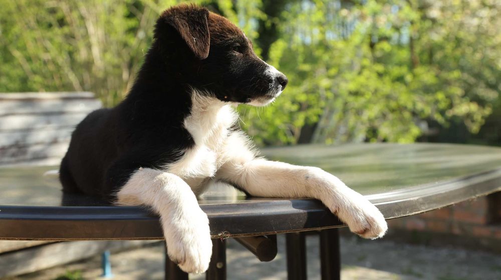 Pies rasowy Border Collie - samczyk Atos z rodowodem