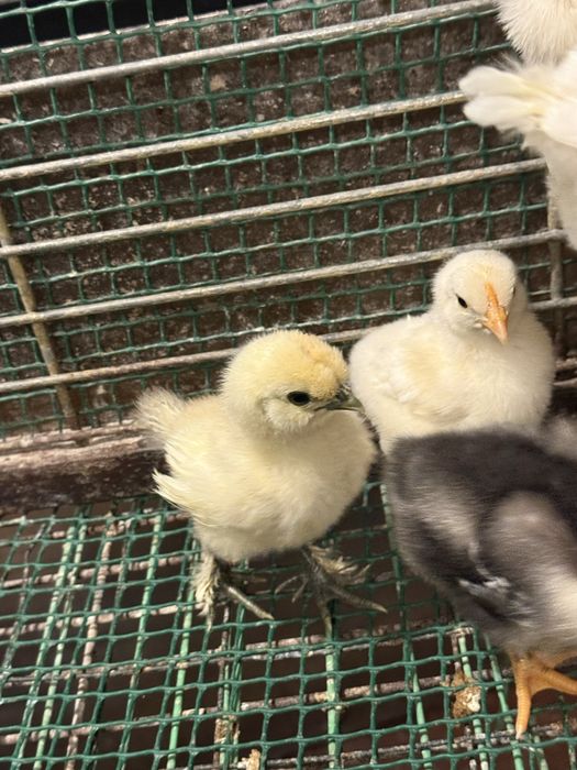 Varios pinto e gallos