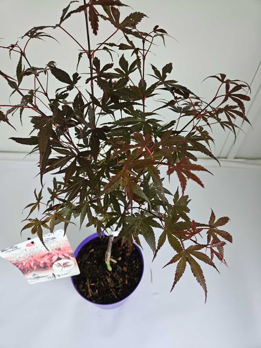 Klon palmowy 'Skeeter's Broom' (Acer palmatum 'Skeeter's Broom')