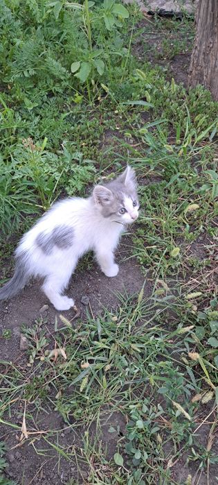 Віддам в добрі руки