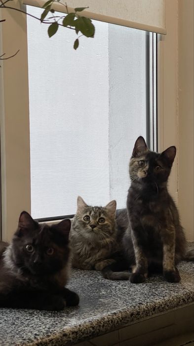 Кошенята, котики