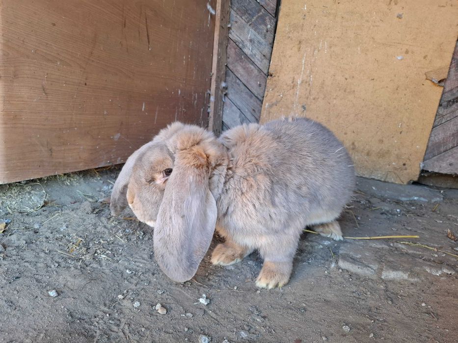 Kroliki rex i barany