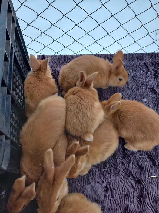 Продам кроликов породы Бургундия