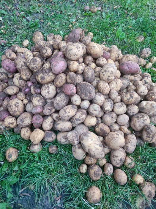 Sprzedaż ekologicznych ziemniaków