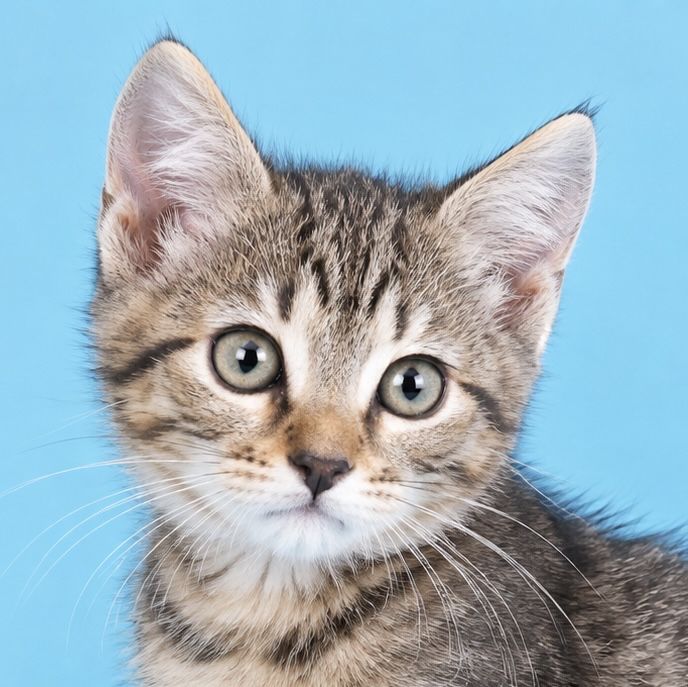 Ласковый котенок 2,5мес серый полосатый табби  котик кошеня котята кішечка