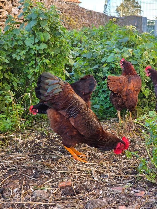 Rhode Island Red, ovos e pintos