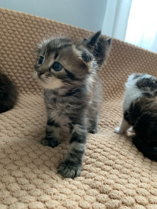Кошенята безкоштовно в добрі руки