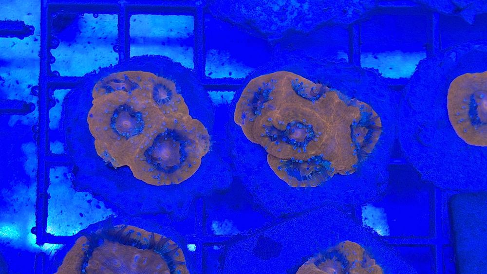 Acanthastrea Bowerbanki ULTRA RED