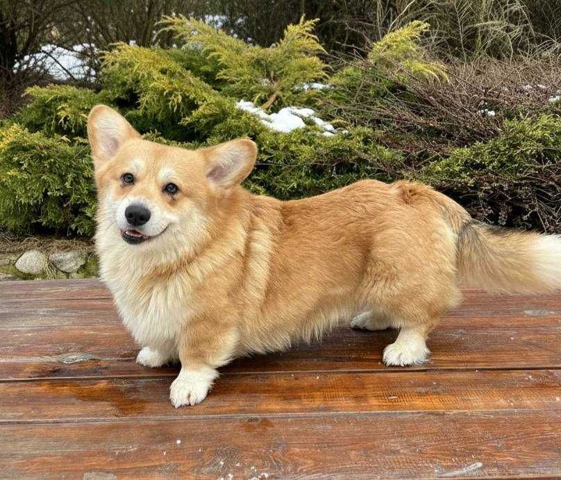 Welsh Corgi Pembroke - pies
