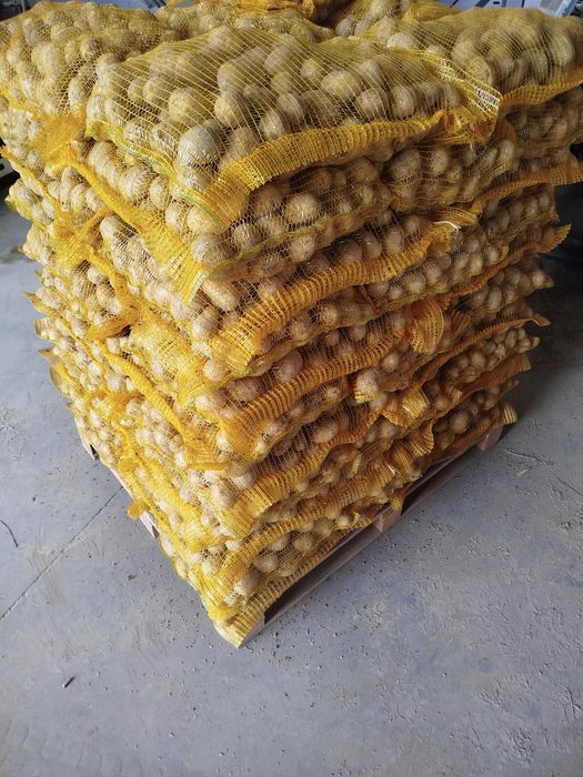 Ziemniaki Queen Anna Soraya Baltic Rose