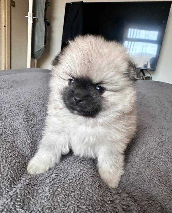 linda cria fêmea de Lulu da Pomerânia