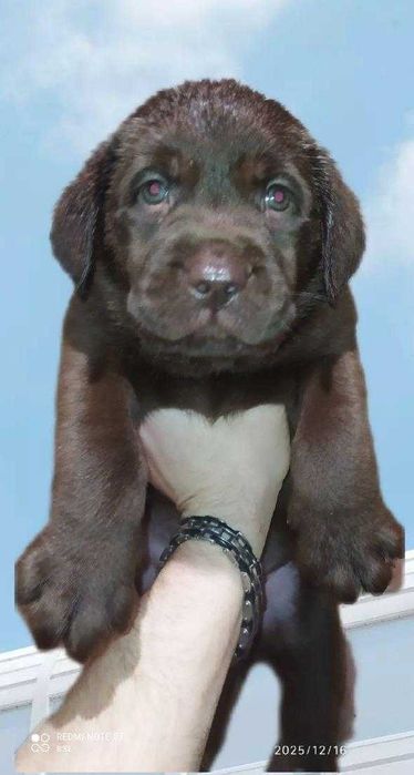 Шоколадні лабрадори документи КСУ-FCI