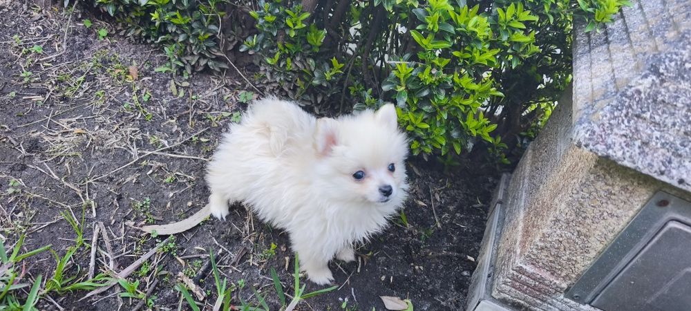 Spitz alemão anão fêmea  Lulu da Pomerânia