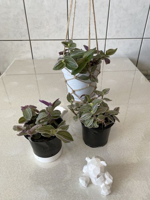 Традесканція 10 сортів традесканция