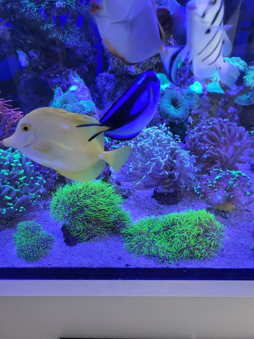 Koralowiec Pachyclavularia ultra fluo trawa morska fluorescencyjna