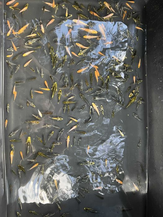 koi po japońskich tarlakach narybek lipcówka