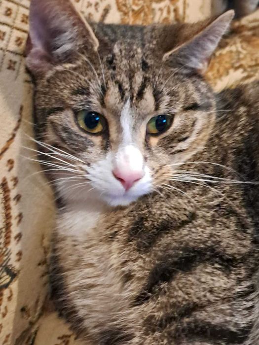 Kocurki szukają domku