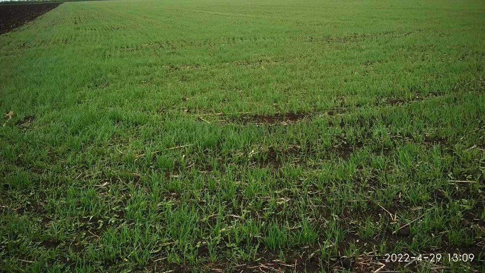 Продам землю сільсько-господарського призначення (пай)