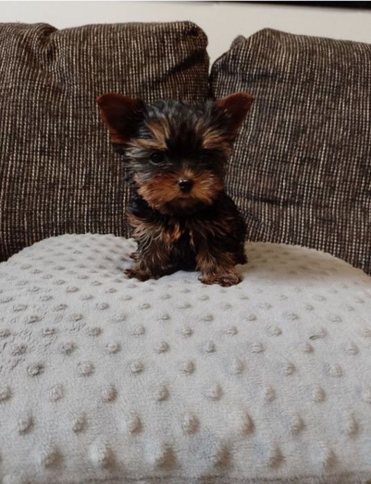 Miniaturowy chłopczyk Yorkshire Terrier