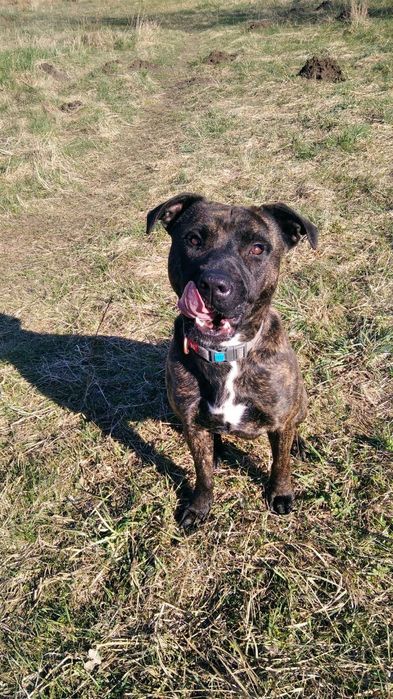 Віддам гарній людині/родині  метиса стаффа. (Київська область)