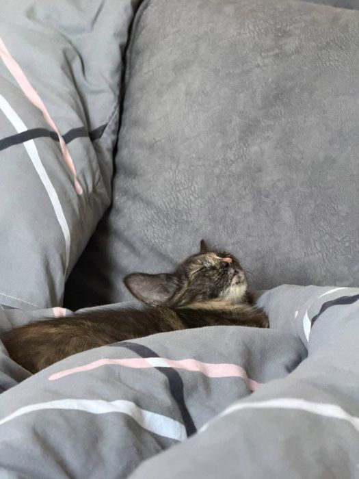 КОШЕНЯ добрі  руки!