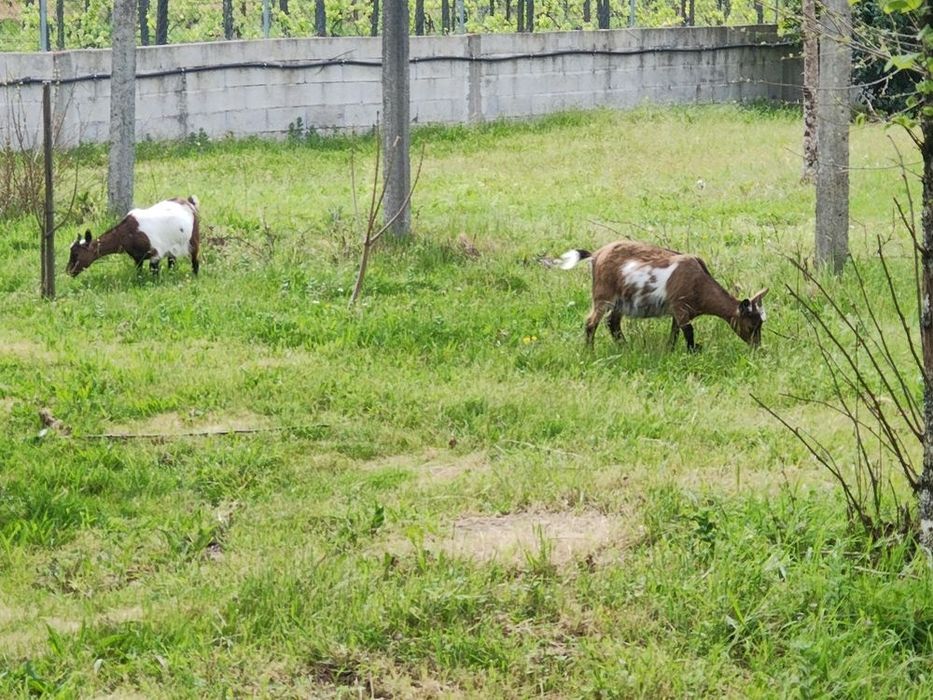 Bode, cabrito é   cabra anã  preto