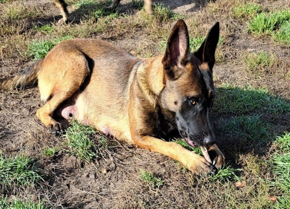 Owczarek belgijski Malinois - suczka gotowa do odbioru