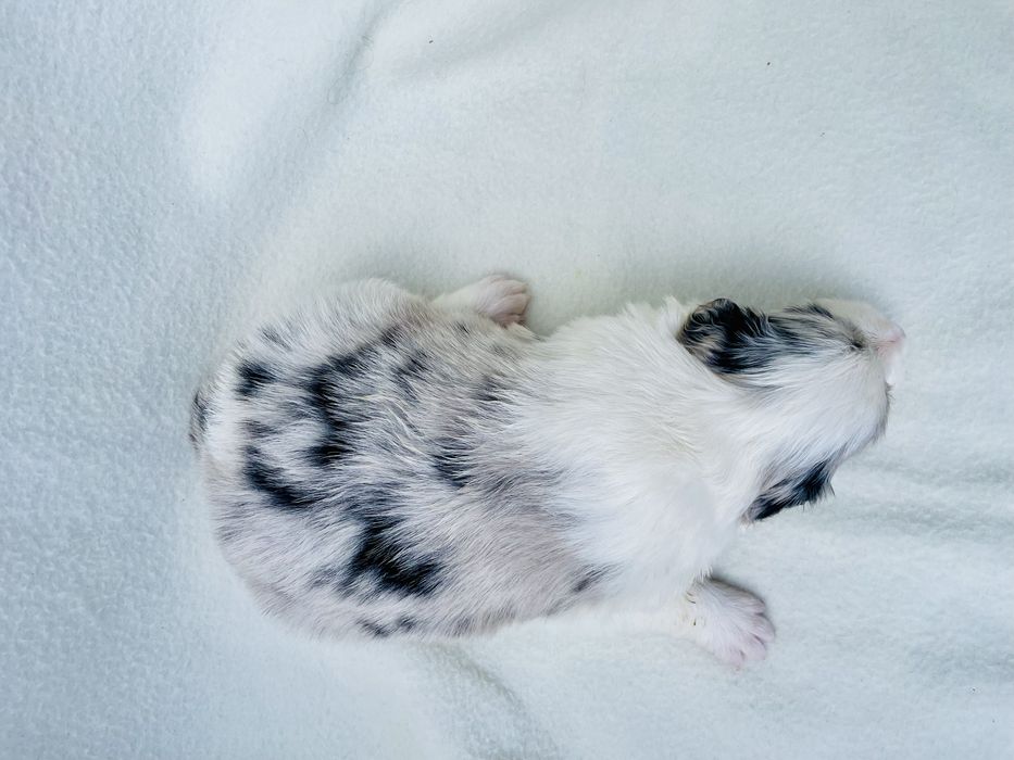 Border collie / blue merle / szczeniak/ suczka / rodowód