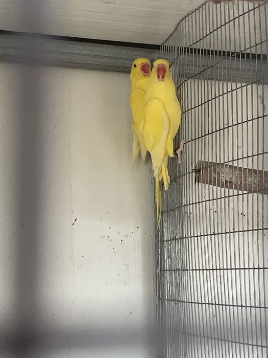 Vendo Ringnecks e outros