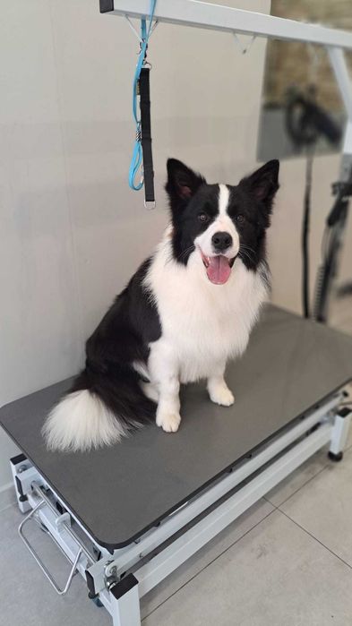 Border Collie piesek szczeniak brązowo-biały:-)