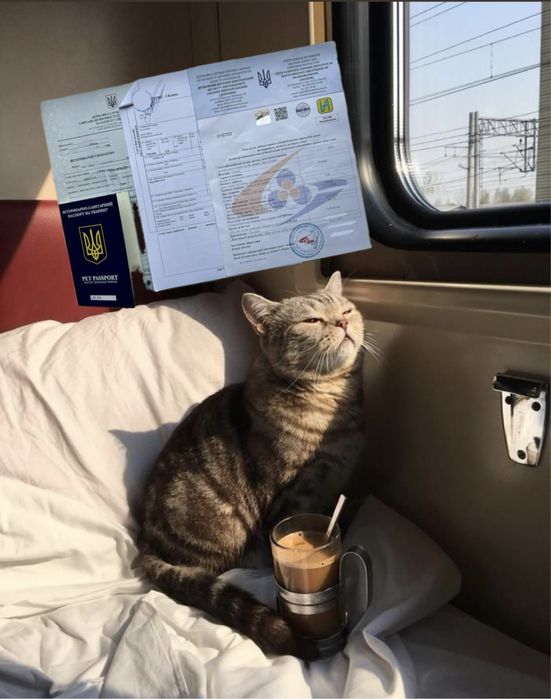 Документы для животных собак котов в Европу паспорт титры прививка чип