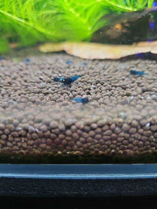 Blue Devil Orange Eyes caridina Krewetki (Vin fish)