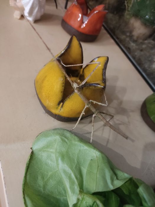 Patyczaki oddam w dobre ręce