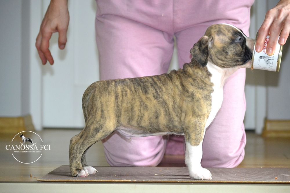 Piękny samiec Amstaff/American Staffordshire Terrier z rod. ZKwP