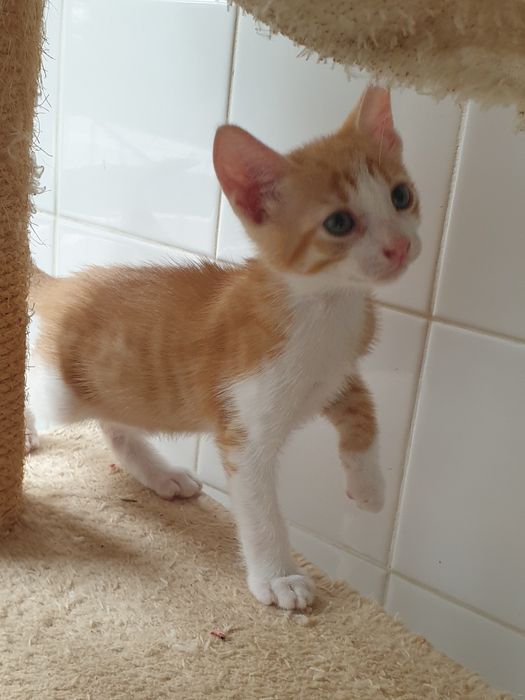 Gatinhos bebés para adoção