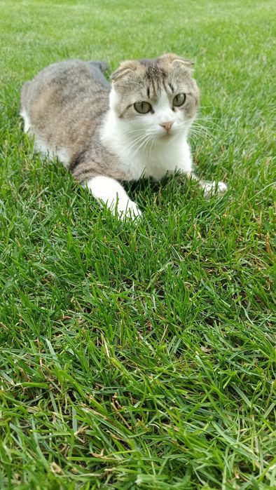 Віддам кішку безкоштовно