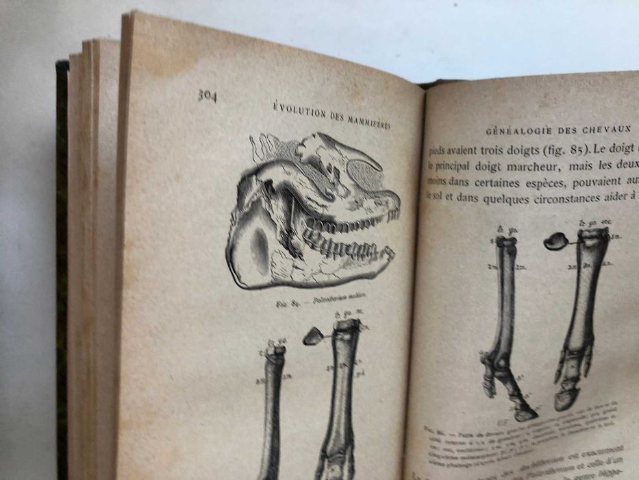 Le Transformisme  - Edmond Perrier