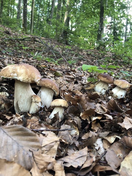 Гриби білі Закарпаття