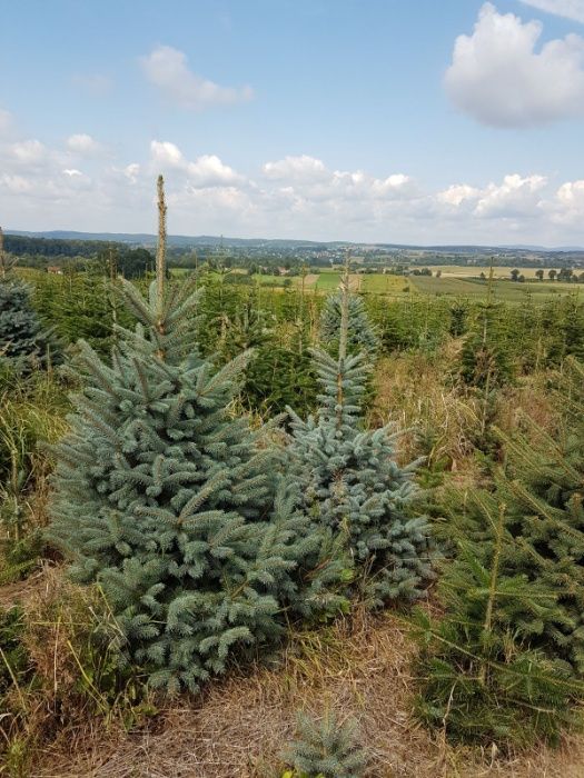 Swierk Srebrny Picea 100/125 PRODUCENT J.Kaukaska