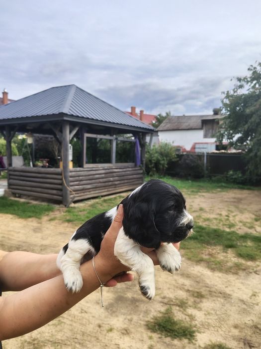 Cocker  spaniel angielski