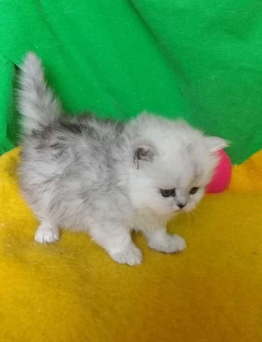 Серебристая шиншилла хайленд-страйт серый пепельный