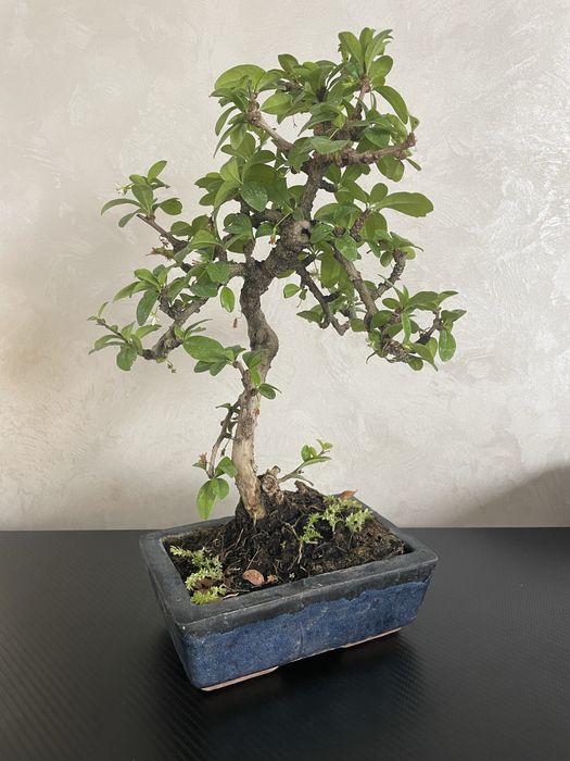 Кармона бонсай Carmona bonsai