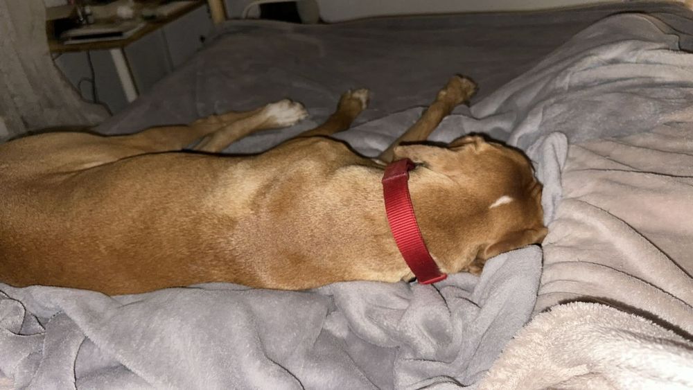 Perdigueiro para adoção responsável