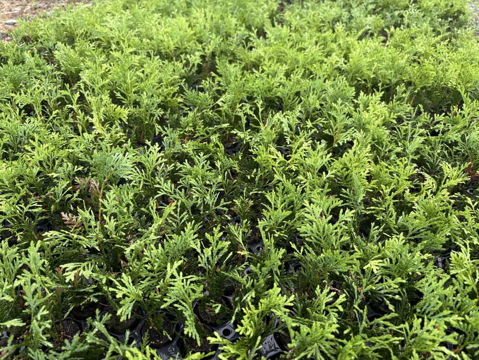 Thuja occ. DANICA kulka w muliplacie PROMOCJA!