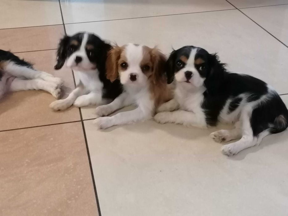 Cavalier King Charles Spaniel chłopczyk z RODOWODEM